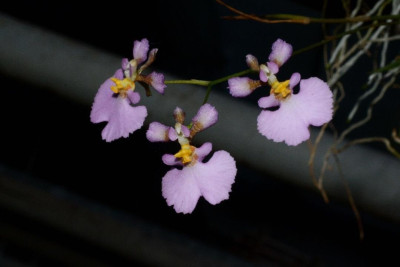 Tolumnia velutina