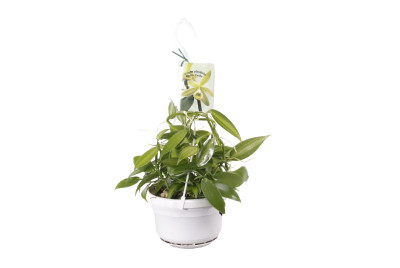 Vanilla planifolia 'variegata' (Ampelpflanze) - Echte Vanille Pflanze