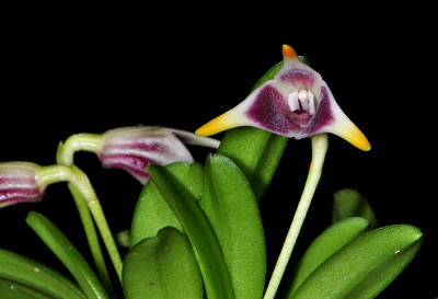 Masdevallia wendlandiana