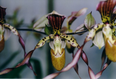 Paphiopedilum Lebaudyanum