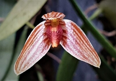 Bulbophyllum tenellum