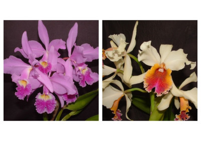 Cattleya Clymene