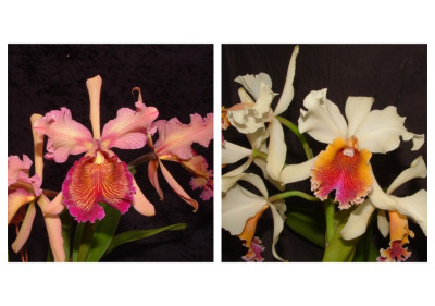 Cattleya Triumphans