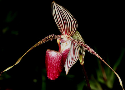 Paphiopedilum rothschildianum (Jgpfl.)