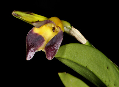 Masdevallia adrianae