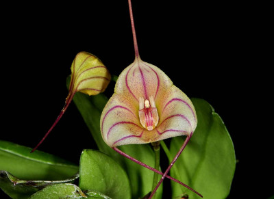 Masdevallia Tuakan Candy