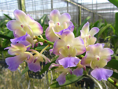 Aerides Korat Koki x Rhynchostylis coelestis