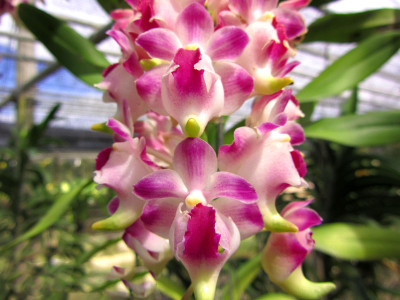 Aerides lawrenciae (1 Rispe)