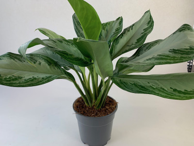 Aglaonema Silver Bay