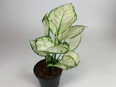 Aglaonema Tropic Colour 'White Joy'