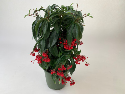 Ardisia crenata