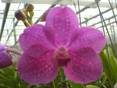 Ascocenda Princess Mikasa 'Pink' (in Blüte/Knospe)