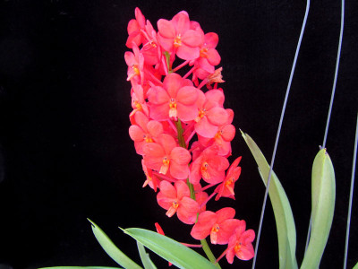 Ascocentrum curvifolium