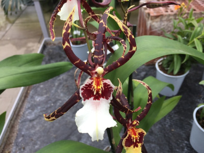 Beallara Torrero (1 Rispe)