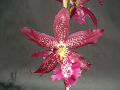 Beallara Marfitch 'Howard's Dream' AM/AOS (1 Rispe)