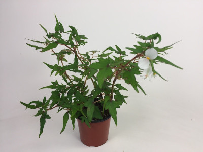 Begonia tripartida