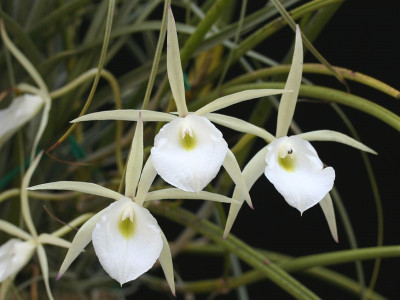 Brassavola flagellaris