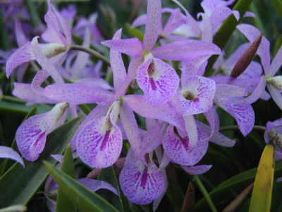 Brassocattleya Maikai 'Mayumi' AM/JOC