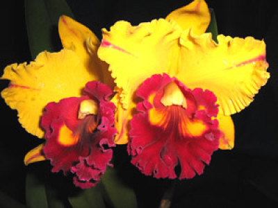 Brassolaeliocattleya Tainan Gold 'Siskin' (Jungpflanze)