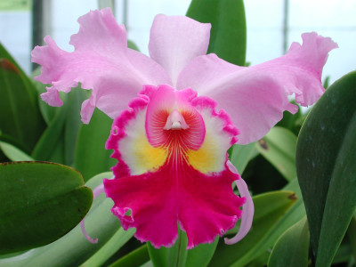 Brassolaeliocattleya Wichmanns Liebling