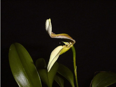 Bulbophyllum antenniferum