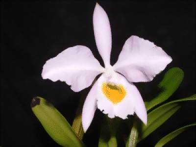 Cattleya eldorado 'rosea concolor'