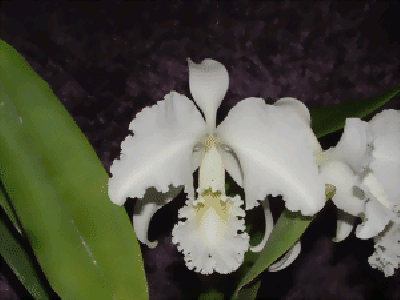 Cattleya labiata 'alba' (Jgpfl.)