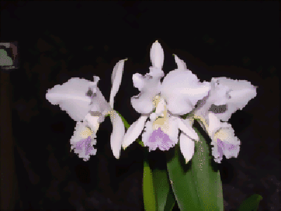 Cattleya labiata var. coerulea 'Natural World'