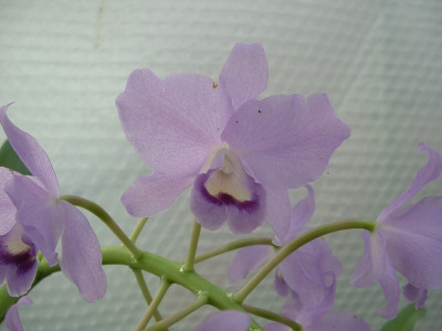 Cattleya bowringiana 'coerulea' (Jgpfl.)