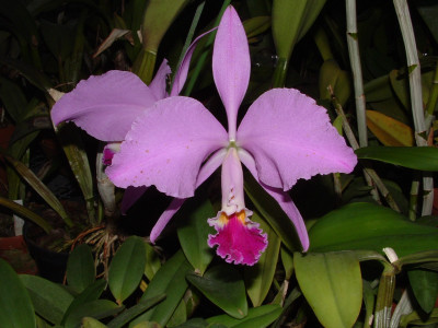 Cattleya jenmannii (Jgpfl.)