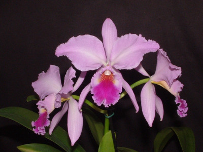 Cattleya labiata 'Memoria My Amelie' (Jgpfl.)