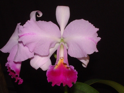 Cattleya trianae 'Andrea Niessen'