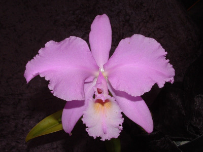 Cattleya warneri 'concolor'