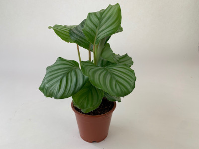 Calathea orbifolia