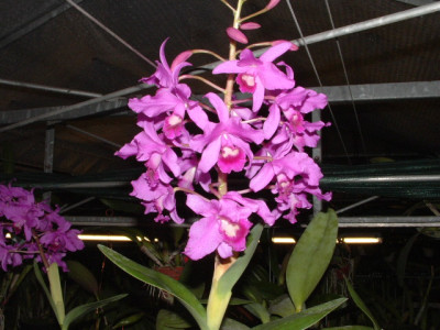 Cattleya bowringiana (Jgpfl.)