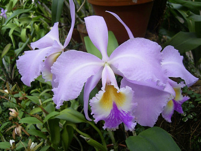 Cattleya gaskelliana