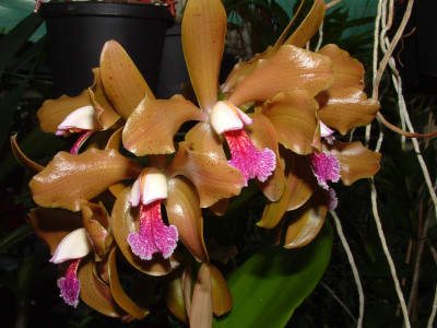 Cattleya granulosa 'Bernsteinzimmer'