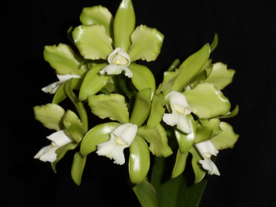 Cattleya guttata 'alba'