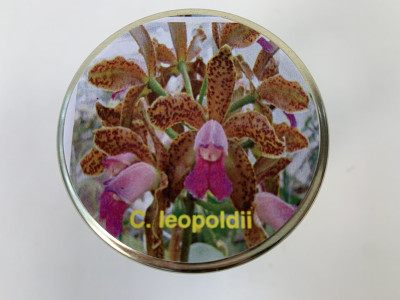 Cattleya leopoldii (im sterilen Glas)