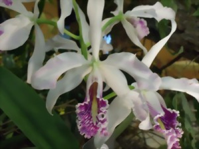 Cattleya maxima 'alba' x 'semi-alba'