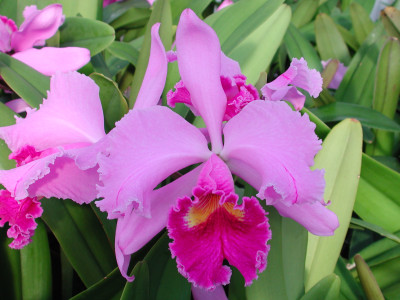 Cattleya Moneymaker