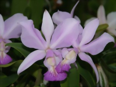 Cattleya nobilior