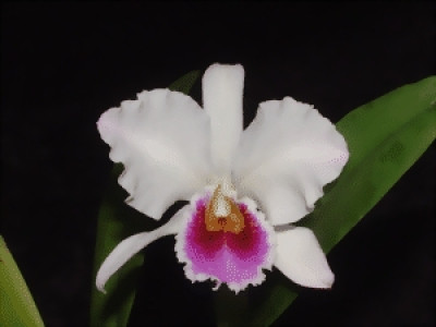 Cattleya percivalliana 'semi-alba'