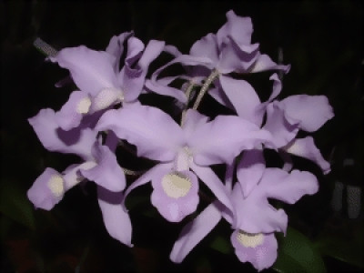 Cattleya skinneri var. alba 'Blaca Chiasa'