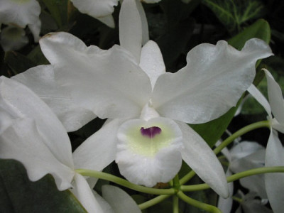 Cattleya skinneri 'albescens'