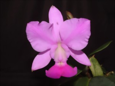 Cattleya walkeriana