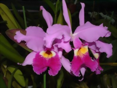 Cattleya warszewiczii