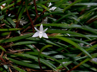 Ceratostylis philippinensis