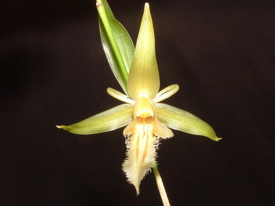 Coelogyne pallens