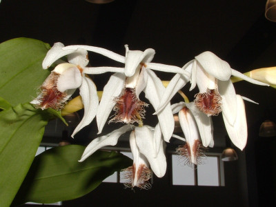 Coelogyne barbata